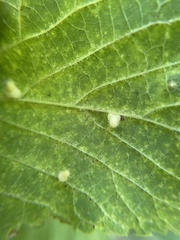 Celticecis pyriformis