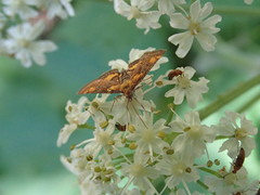 Pyrausta orphisalis