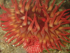 Cribrinopsis albopunctata