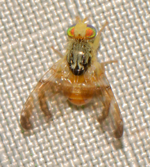 Procecidocharoides penelope