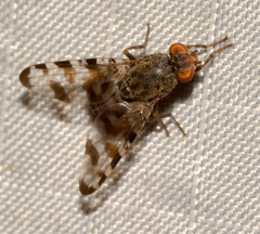 Pseudotephritis vau