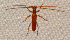 Psyrassa unicolor