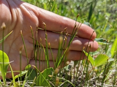 Trichophorum pumilum