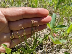 Trichophorum pumilum