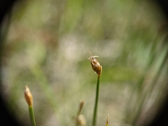 Trichophorum pumilum