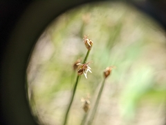 Trichophorum pumilum