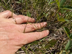 Trichophorum pumilum