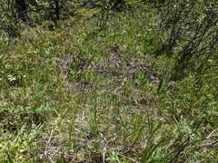 Trichophorum pumilum