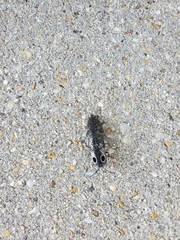 Alaus oculatus
