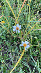 Bidens alba