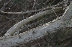 Melaleuca teretifolia