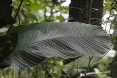 Goeppertia inocephala