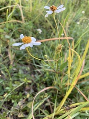 Bidens alba