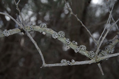 Melaleuca teretifolia