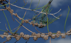 Melaleuca teretifolia