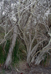 Melaleuca teretifolia