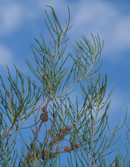 Melaleuca teretifolia