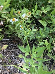 Bidens alba