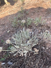 Eriogonum pauciflorum