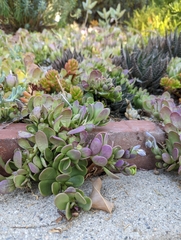 Kleinia petraea