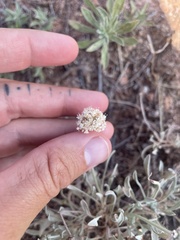 Eriogonum pauciflorum