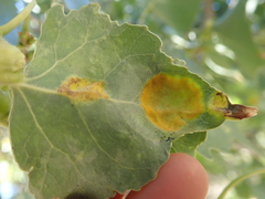 Taphrina populi-salicis