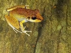 Pristimantis zeuctotylus