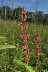 Penstemon tubaeflorus
