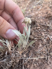 Eriogonum pauciflorum