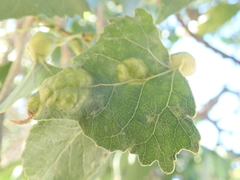 Taphrina populi-salicis