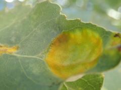 Taphrina populi-salicis
