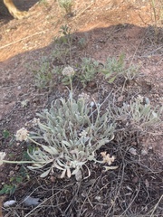 Eriogonum pauciflorum