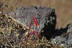 Eustephia coccinea
