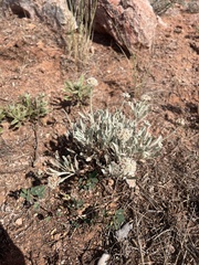 Eriogonum pauciflorum