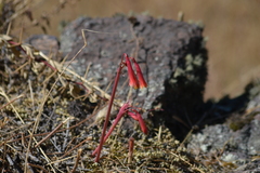 Eustephia coccinea