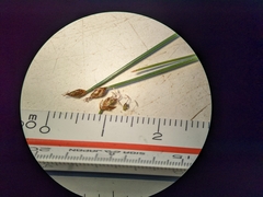 Trichophorum pumilum