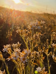 Rhodanthe microglossa