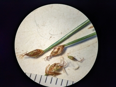 Trichophorum pumilum