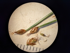 Trichophorum pumilum