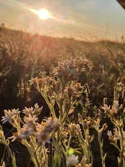Rhodanthe microglossa