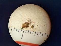 Trichophorum pumilum