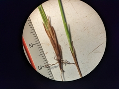 Trichophorum pumilum