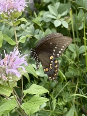 Papilio troilus