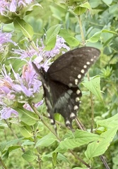 Papilio troilus