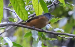 Mionectes rufiventris