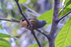 Mionectes rufiventris