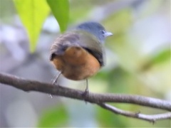 Mionectes rufiventris