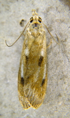 Occidentalia comptulatalis