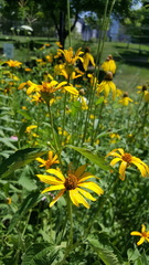 Heliopsis helianthoides