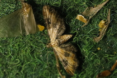 Eupithecia gueneata